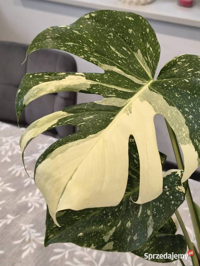 Monstera Variegata piękne 60 Lidzbark Warmiński