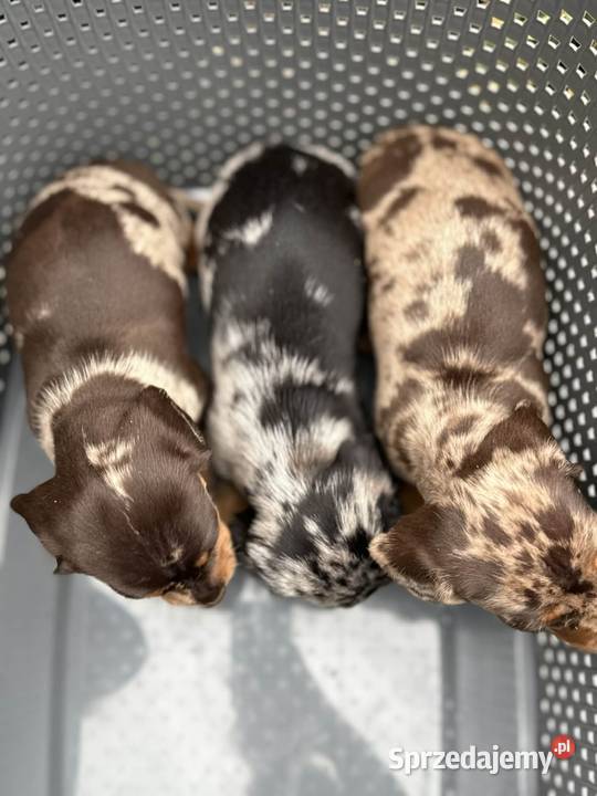 Jamniczek Choco merle Czekoladowy Żychlin