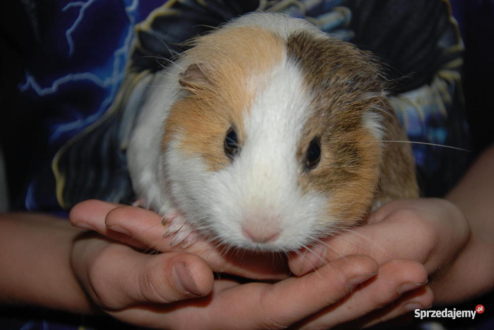 Świnka morska SAMICZKA Targoszyn