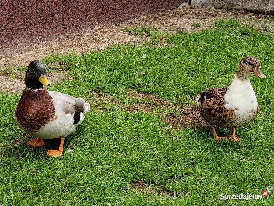 Kaczki kaczuszki call duck łódzkie Łask sprzedam