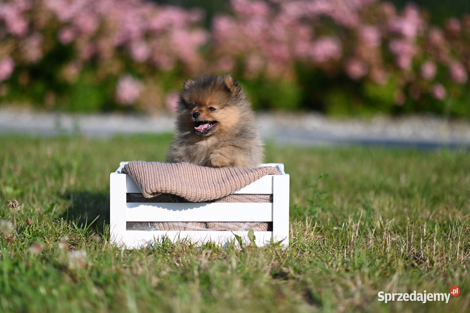 szpic miniaturowy pomeranian boo samiec fci Szpic miniaturowy Nowy Sącz