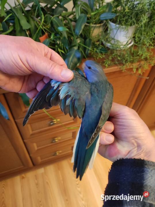 Sprzedam papugi Wołomin