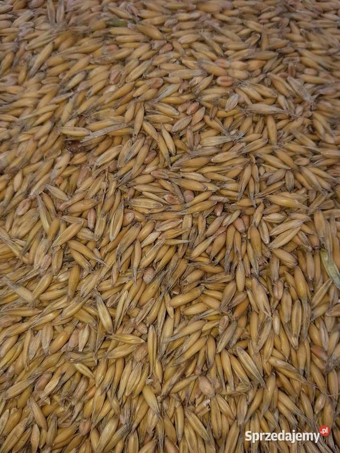 Mieszanka zbożowa Owies Pszenica sprzedam