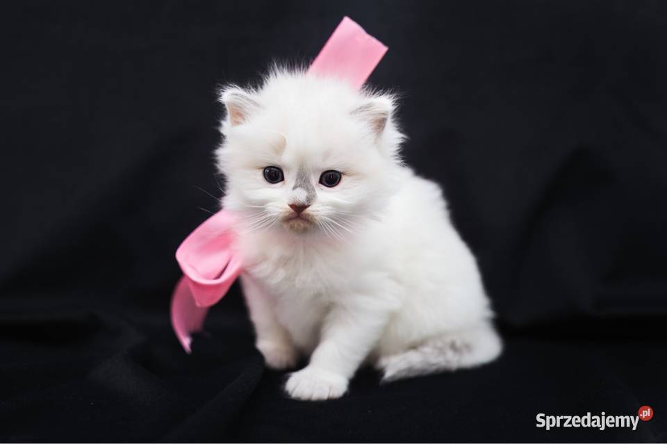 Piękna koteczka ragdoll Nidzica