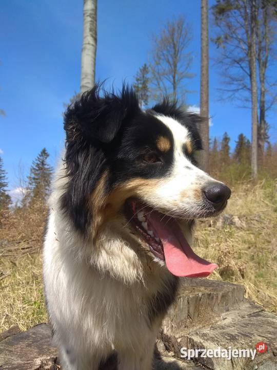 Owczarek australijski szczeniaczki