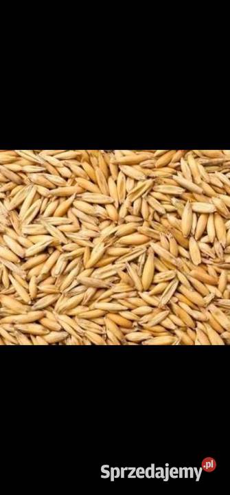 Owies tegoroczny około 4 tony