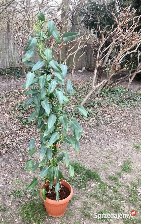 Wysoki filodendron Philodendron zielony Emerald