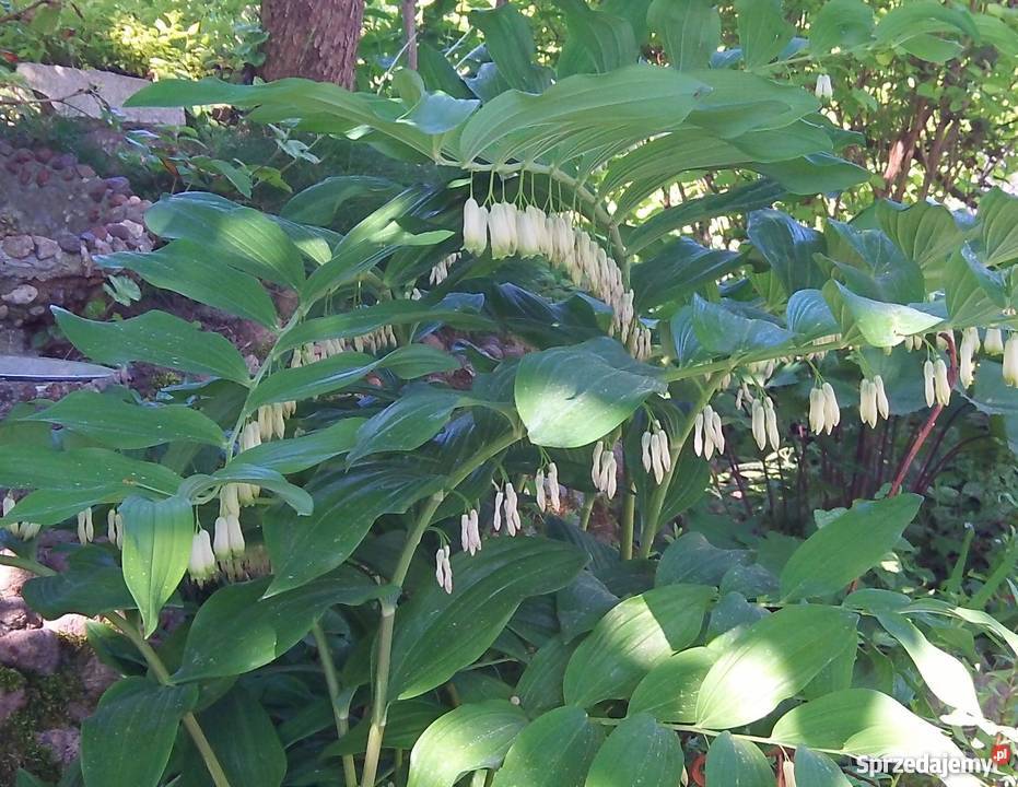 Kokoryczka wielokwiatowa Polygonatum multiflorum Bydgoszcz