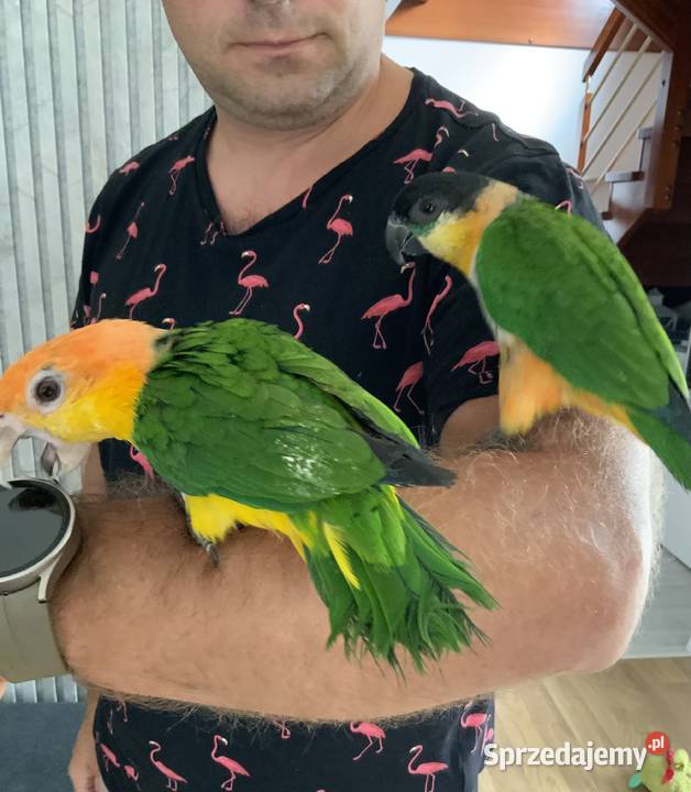 Barwinka białobrzucha oswojona samiec śląskie Mysłowice