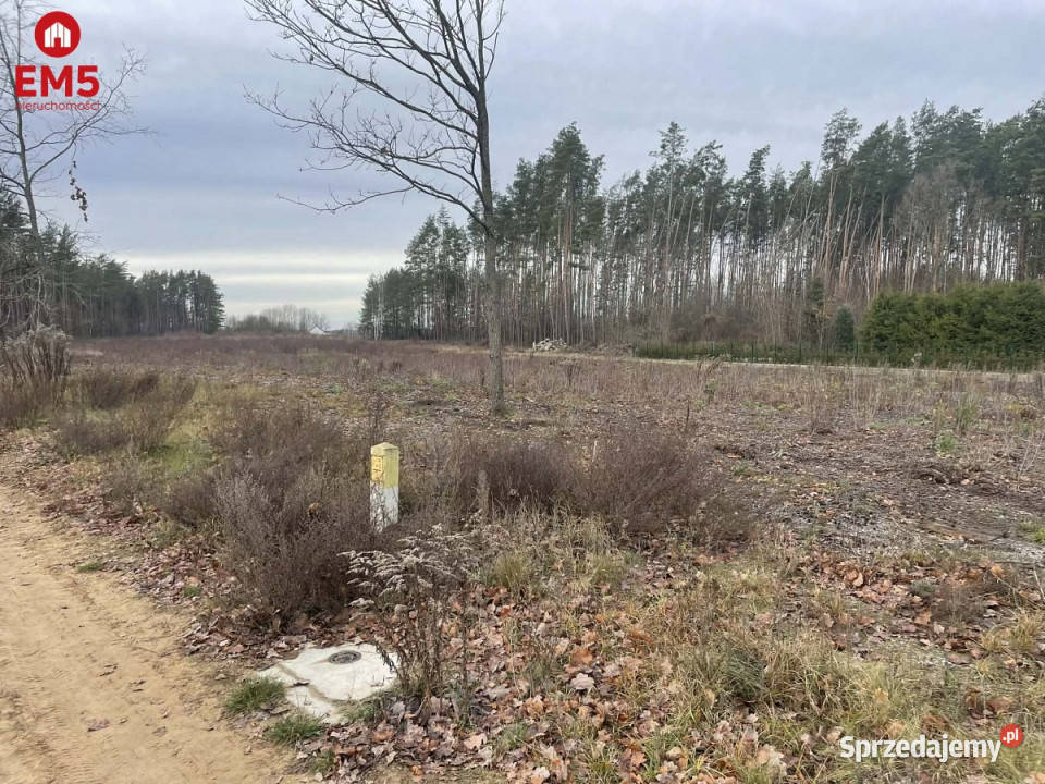 sprzedaży gruntu 6000m2 Skrybicze 205zł/m2