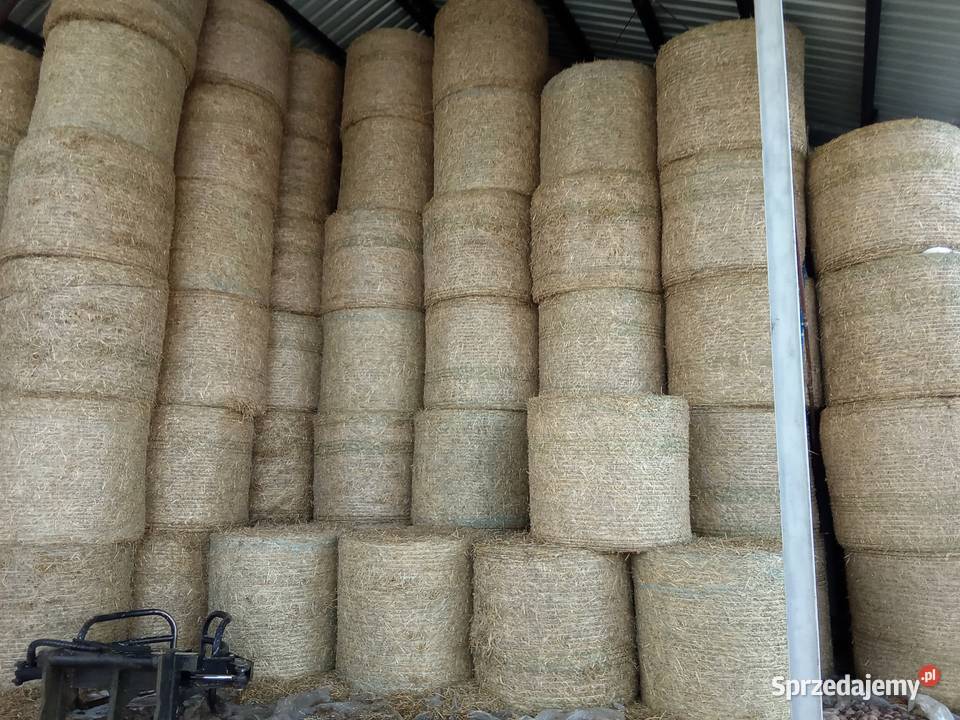 Słoma Słoma z pszenicy Opinogóra Górna