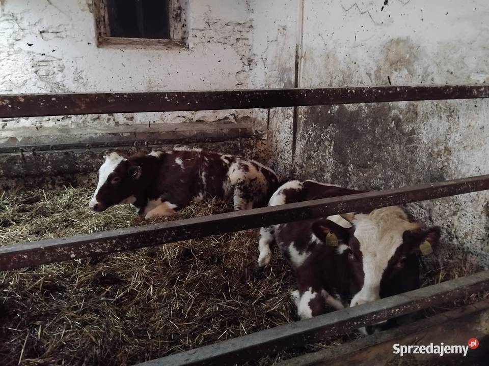 Sprzedam byka i 3 jałówki Ogonowice