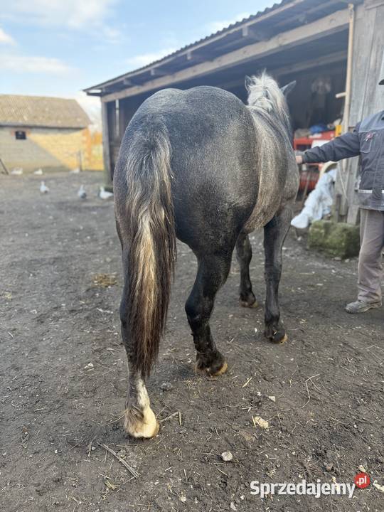 Młoda klacz rasy zimnokrwistej lubelskie