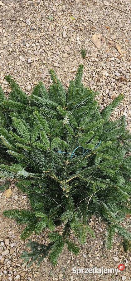 Gałęzie bunty nobilisa kaukaza nordman choinka Pozostałe świętokrzyskie Kielce