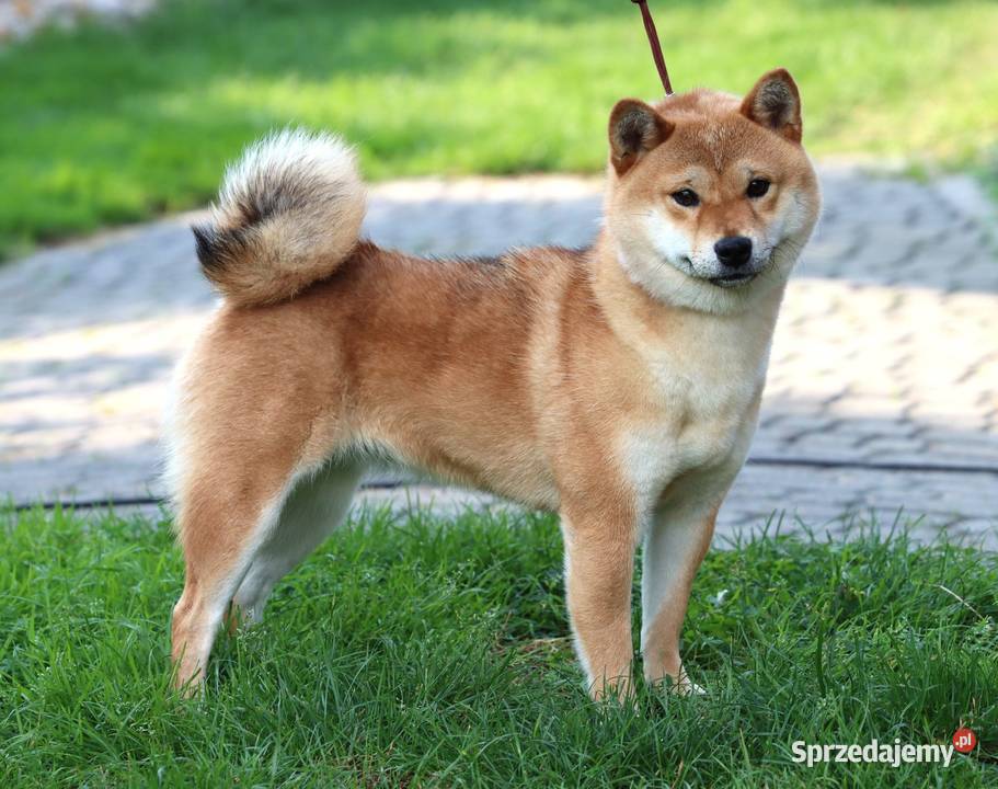 Shiba inu FCI