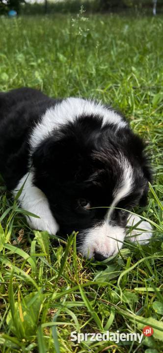 Szczenięta Border Collie DO ODBIORU Biała Góra sprzedam