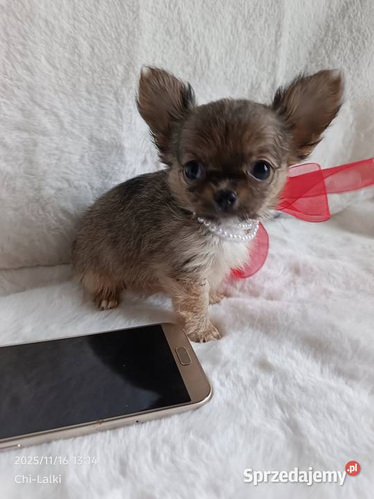 Chihuahua dziewczynka suczka XS dlugowlosa Inowrocław
