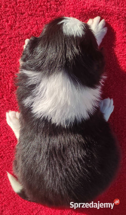 Rasowa suczka BORDER COLLIE z Hodowli pełną dok Kraków sprzedam