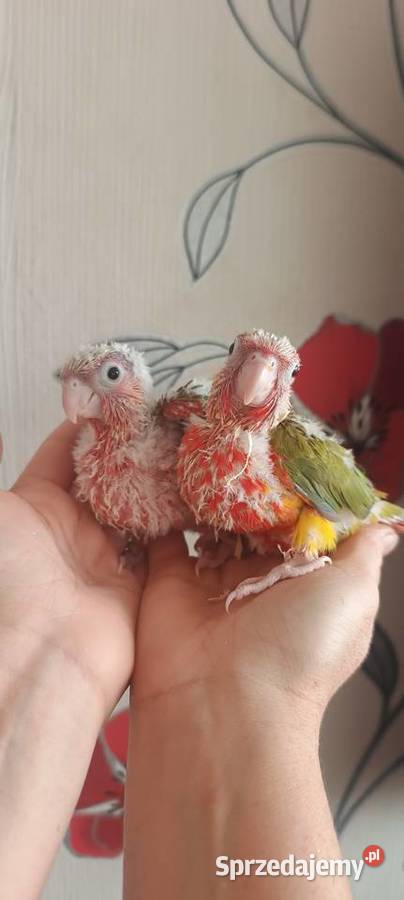 Papugi ręcznie karmione rudosterki Ptaki Tychy sprzedam