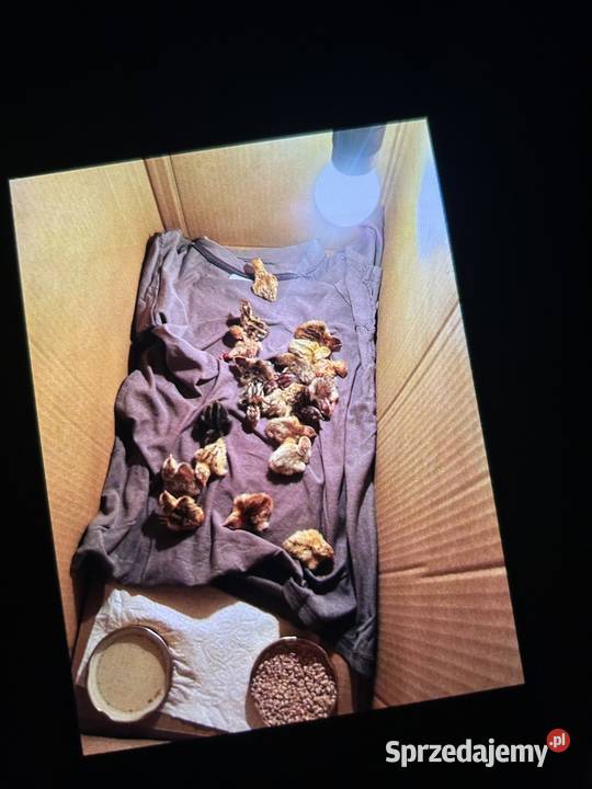 Sprzedam inkubator cleo 5 Zwierzęta małopolskie Bobowa