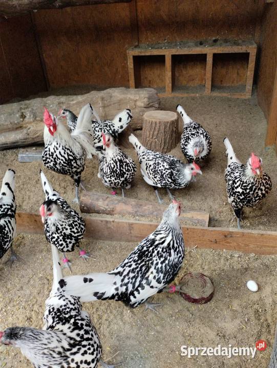 Pisklęta kurczęta ayam cemani vorwerk hamburskie Opatów