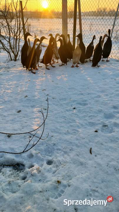 Kaczki i kaczory biegusy małopolskie