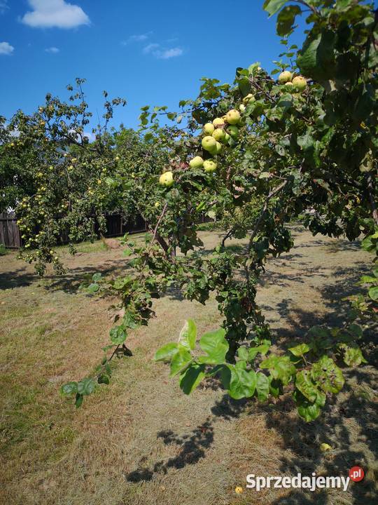 Jabłka antonówki nie pryskane