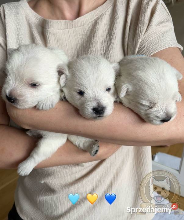 West higland white terier szczenięta West Highland White Terrier Częstochowa