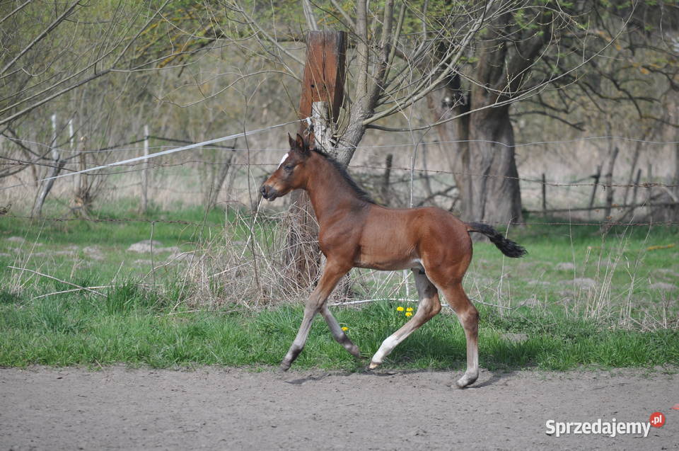 JATAGAN źrebak małopolski mazowieckie Mogielnica