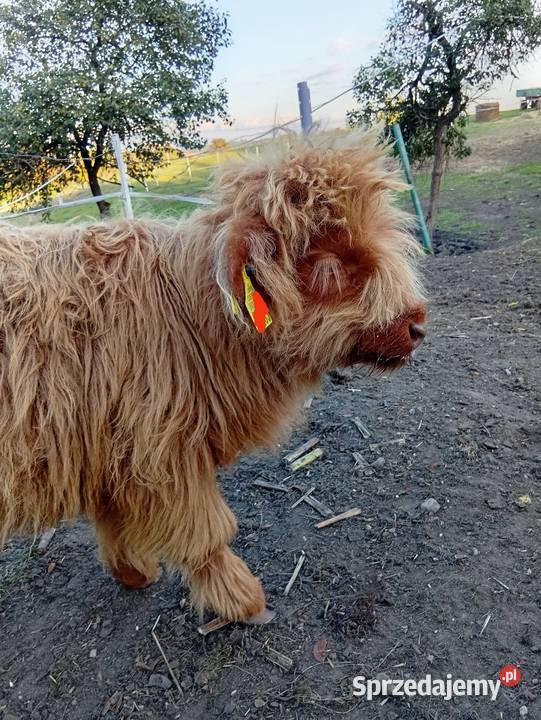 Krowy Highland stado 12 bydło mięsne szkockie Płachty