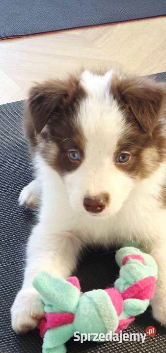 Border Collie szczenieta Drawno sprzedam