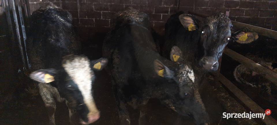 Jałówki cielne 3 Małusy Wielkie