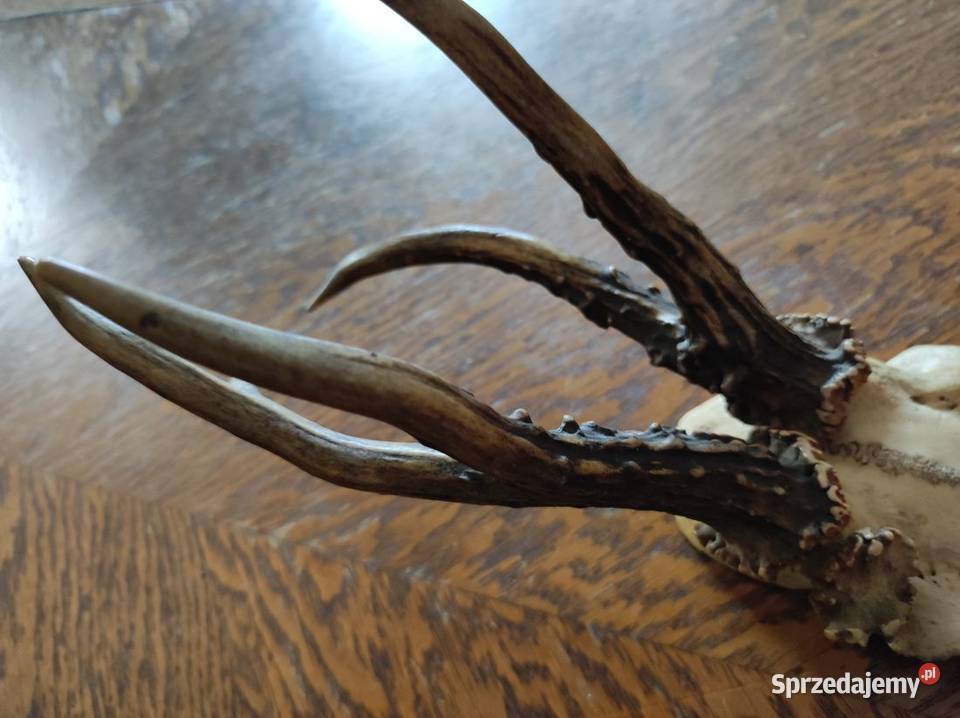 poroże porostki rogi jelenia kozła daniela Sporty strzeleckie i myślistwo Kielce