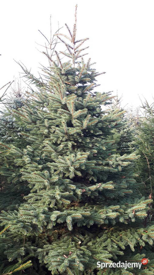 Choinka świerk srebrny 4m Mokrzesz