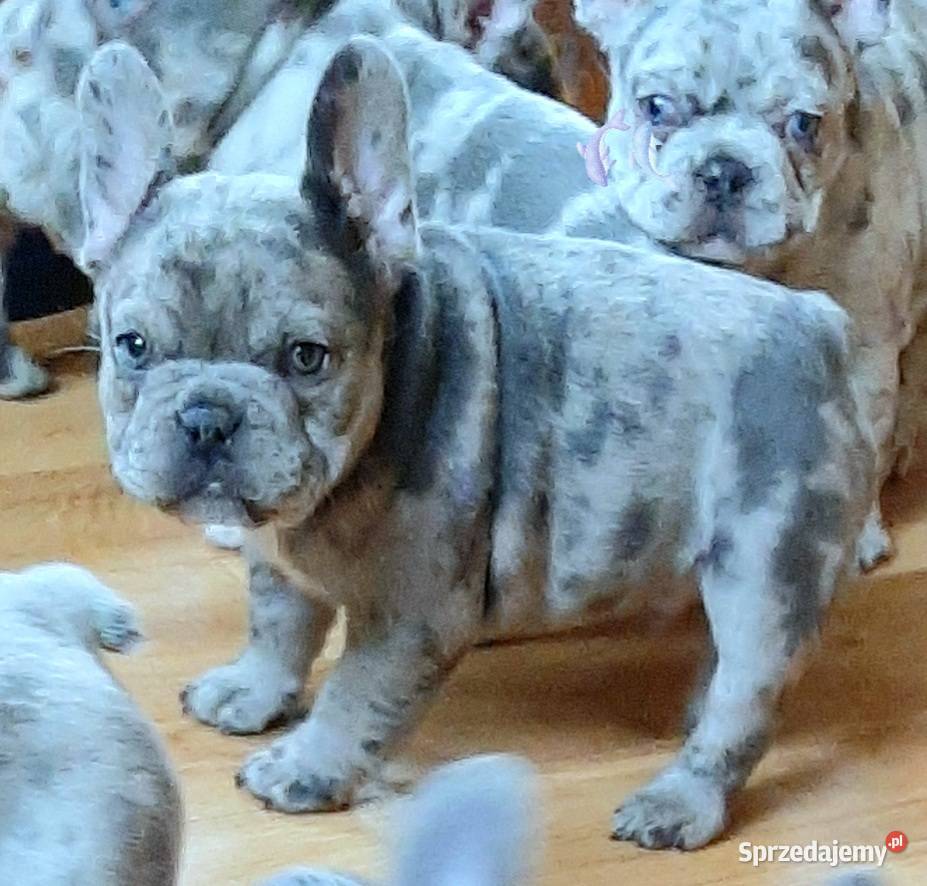 Buldogi francuskie szczenieta Pabianice
