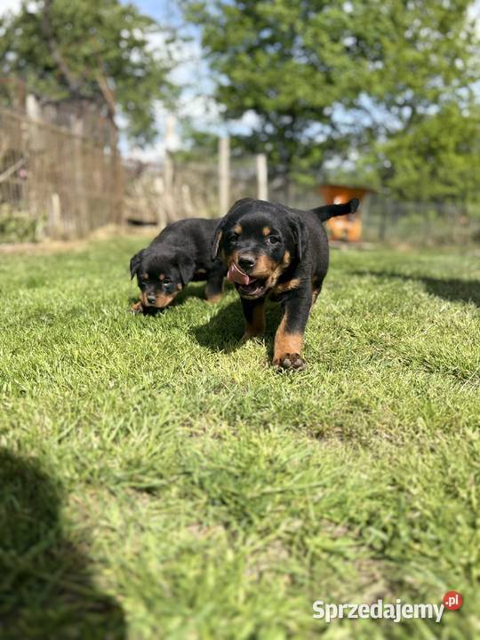 Piękne szczeniaki Rottweilera Zgorzelec