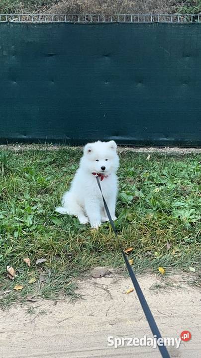Samoyed Wrocław