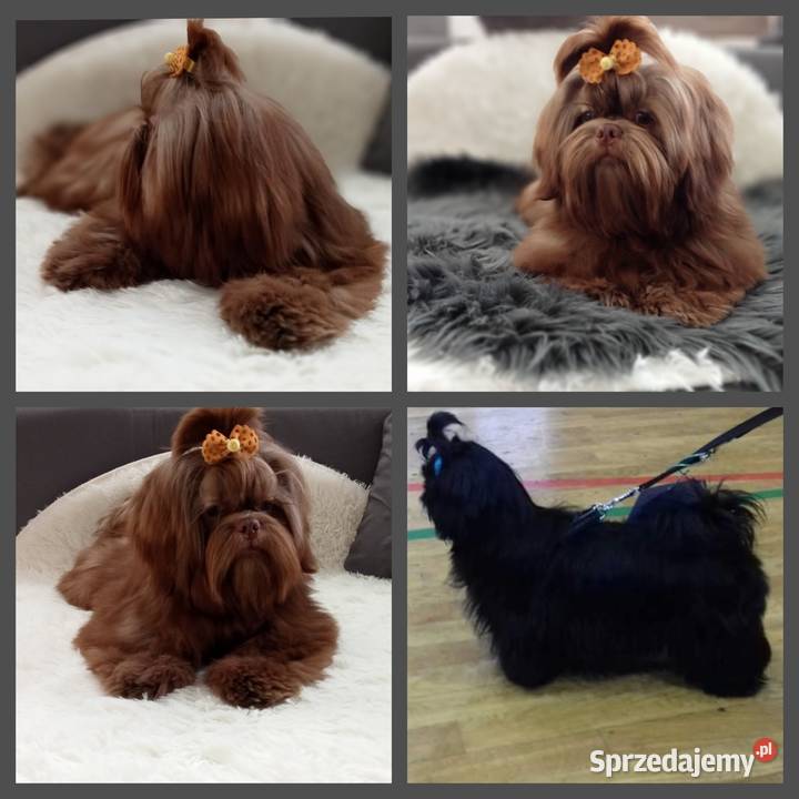 Piękny chłopiec Shih Tzu w typie europejskim Legnica sprzedam