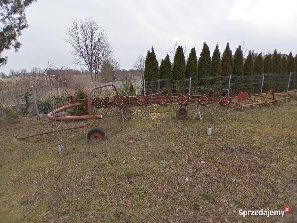 Pająk 7 gwiazdowy Niemodlin sprzedam