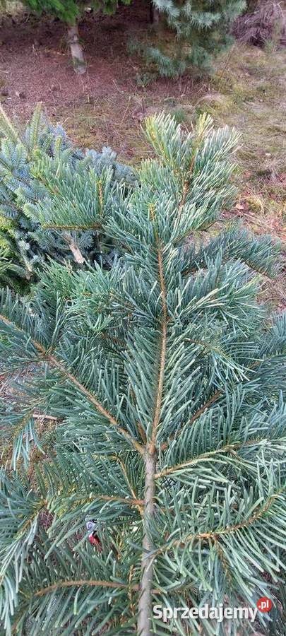 Jodła mandżurska stroisz gałęzie Mazowieckie mazowieckie Osuchów
