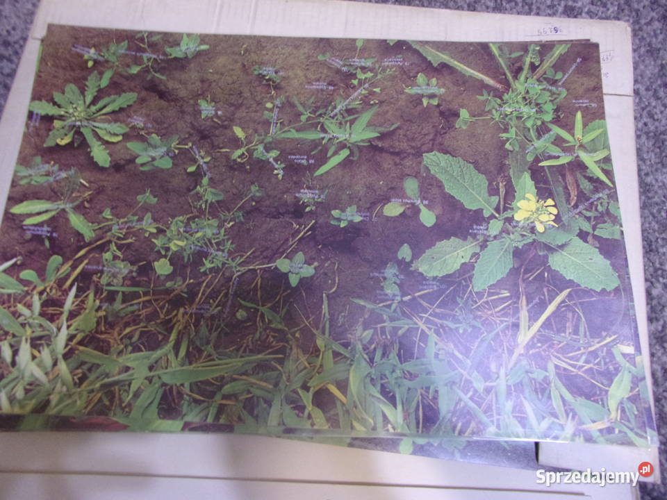 Weed communities of Europe w 7 językach Świata Warszawa sprzedam