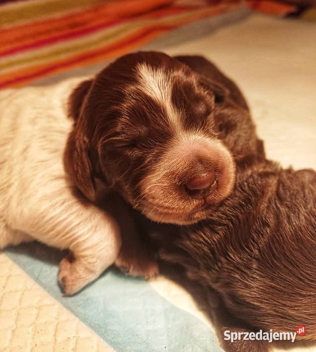 Płochacz niemiecki szczeniaki Gostyń sprzedam