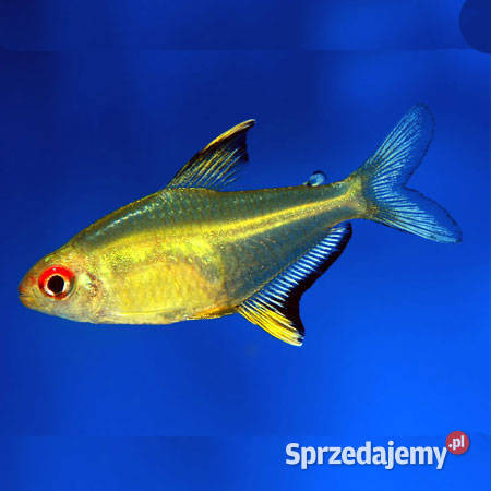 Bystrzyk pięknopłetwy Hyphessobrycon Zwierzęta pomorskie Gdańsk