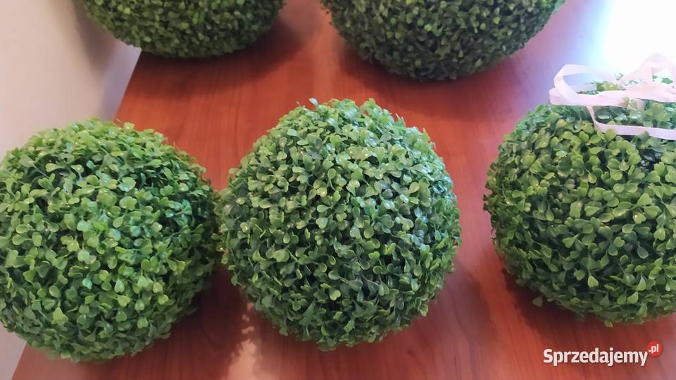 Kule bukszpanowe Lublin