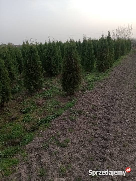 Tuje brabant Pozostałe Sielce