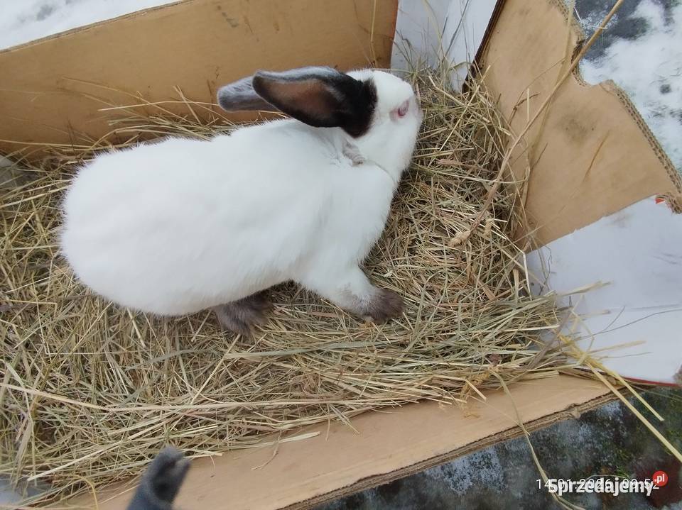 Samica kalifornijska Szubin