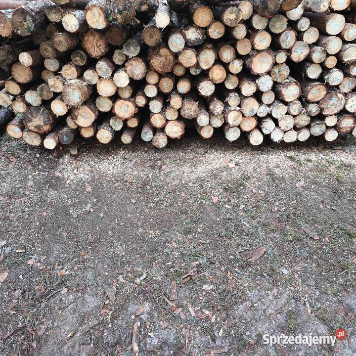 Stemple budowlane słupki Świeżo cięte nowe Lubin