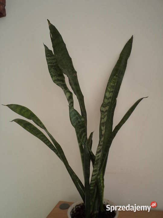 sansewiera kwiat doniczkowy Kompozycje kwiatowe mazowieckie sprzedam