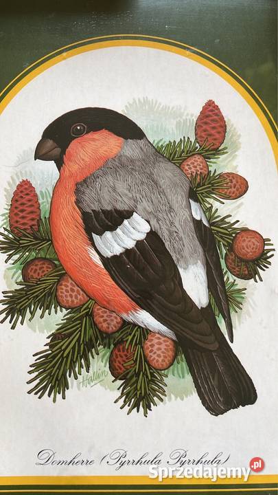 Obrazek z ptaszkiem do powieszenia W ramce