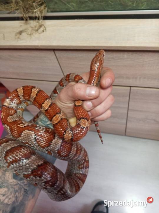 2 węże zbożowe Ruda Śląska sprzedam